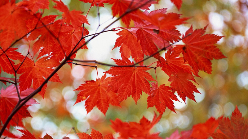 【紅葉|紅楓嶺】在夕陽下寫一首歌，紅葉陪著我輕輕和