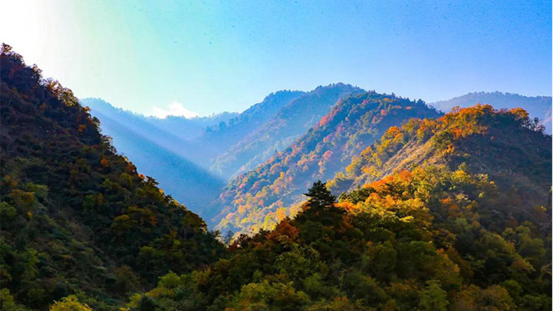 【彩林|云中嶺】漫步秋季高山牧場，邂逅滿山牛羊，賞川西彩林