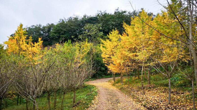 【秋色|金鳳山穿越】穿越秋色金鳳山，走進(jìn)五彩繽紛的秋日暖陽