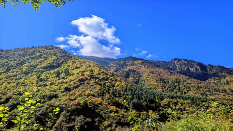 【秋色|高橋溝】遠(yuǎn)離繁華都市，親近原始森林，賞川西彩林