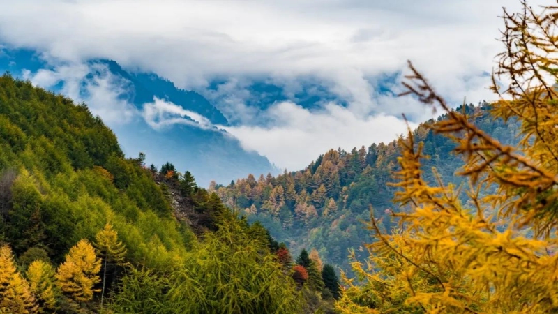 【秋色|卓西牧場】沿彩林山溝而上高山牧場，觀彩林，體驗徒步之美！