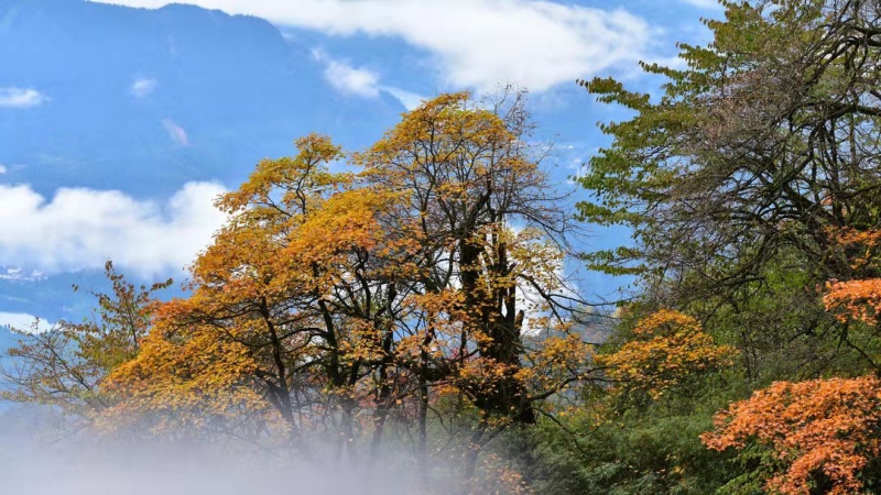 【免門票|瓦屋山】滿山紅遍，秋意正濃斑斕瓦屋，快來與秋色撞個滿懷